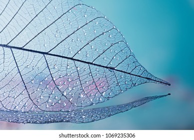group of skeleton leaves on blured background, close up