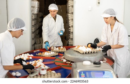 Group of skilled focused poultry farm employees sorting by size freshly picked chicken eggs on grading conveyor, labeling them and packing into cardboard trays for storage and transportation to stores - Shutterstock ID 2246903563