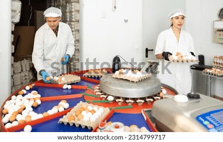 Group of skilled focused poultry farm employees sorting by size freshly picked chicken eggs on grading conveyor, labeling them and packing into cardboard trays for storage and transportation to stores