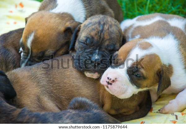 Cute Cute Puppies Boxer