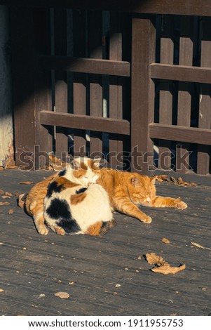 Group of sleepy cats sitting down under the sun light at the wooden ground