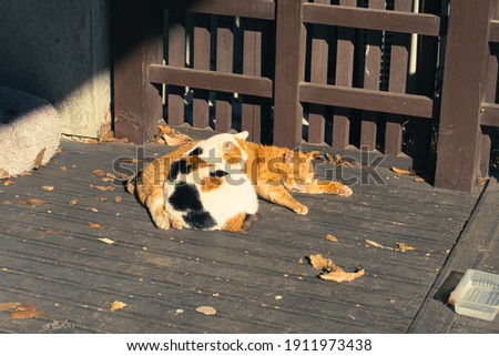 Group of sleepy cats sitting down under the sun light at the wooden ground with autumn fallen leaves