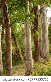A group of slender Eucalyptus trees standing tall in a lush green forest, showcasing the unique texture of their peeling bark and vibrant natural foliage.