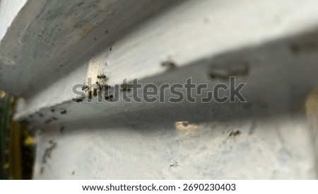 A group of small ants are seen actively crawling along a white, textured surface, showcasing their organized movement and tiny forms in detail.