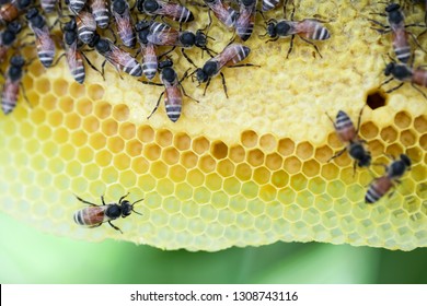 Group Of Small Bees Working At Bee Honeycomb On Its Nest. Bumble Bee Produce Honey And Bee Wax On Yellow Honeycomb On Tree