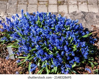 Group of small, blue spring flowers - Siberian squill or wood squill (Scilla caucasica) variety 'Indra' growing and blooming in the garden in sunlight in early spring
