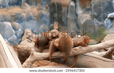 A group of small, brown mongooses huddle together on a thick tree branch in a rocky environment. Their fur is dense, and they appear alert, gazing curiously at the camera with a natural habitat backdr