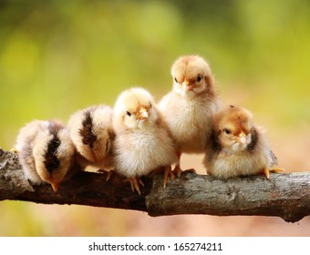 Group Small Chickens Sleeping Sitting On Stock Photo (Edit Now) 165274211