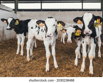 Group of small cows looking out from the stalls on a dairy farm. Calves in the cowshed. horizontal file photo.