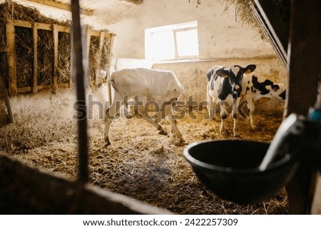 Group of small cows looking out from the stalls on a dairy farm. Calves in the cowshed.