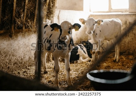 Group of small cows looking out from the stalls on a dairy farm. Calves in the cowshed.