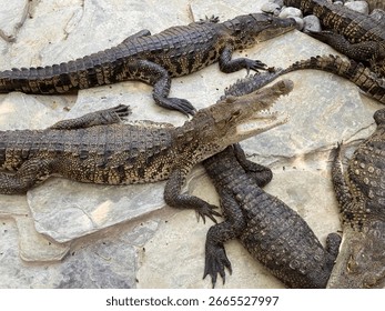 A group of small crocodiles