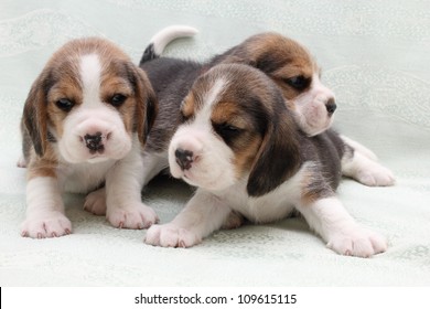 a group of small dogs puppies beagle