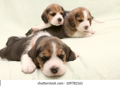 a group of small dogs puppies beagle