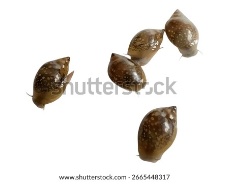 Group of small freshwater snails isolated on a white background.