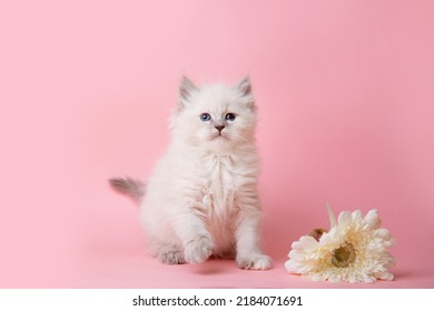 A Group Of Small Kittens Of The Neva Breed With Flowers On A Pink Background