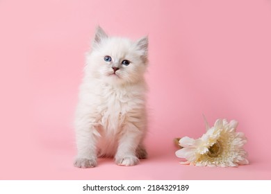 A Group Of Small Kittens Of The Neva Breed With Flowers On A Pink Background