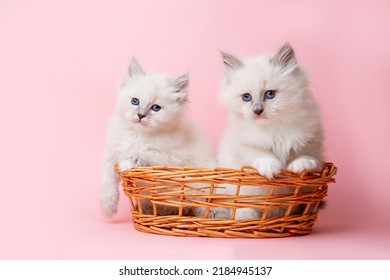 A Group Of Small Kittens Of The Neva Breed In A Basket On A Pink Background