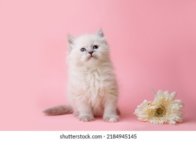 A Group Of Small Kittens Of The Neva Breed With Flowers On A Pink Background