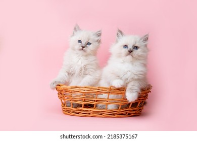 A Group Of Small Kittens Of The Neva Breed In A Basket On A Pink Background