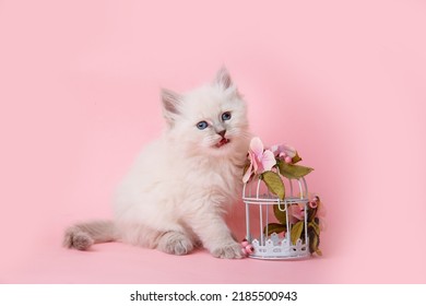 A Group Of Small Kittens Of The Neva Breed With Flowers On A Pink Background