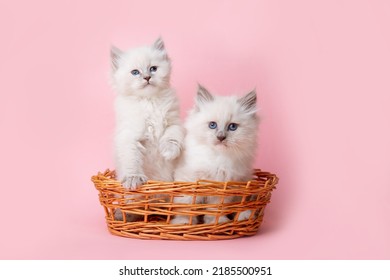 A Group Of Small Kittens Of The Neva Breed In A Basket On A Pink Background