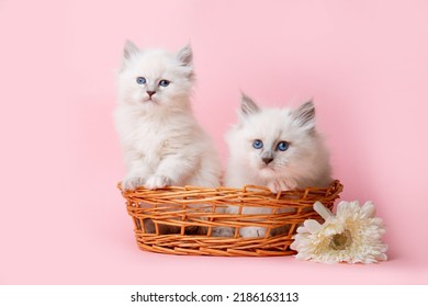 A Group Of Small Kittens Of The Neva Breed In A Basket On A Pink Background