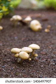 Group of Small Mushrooms GrowingUnder Bushes - Shutterstock ID 1406497907