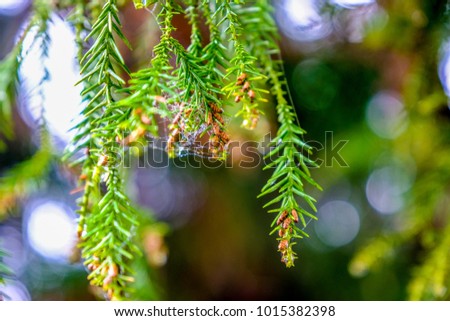 Group of small pine cones with spider web and water drop hanging on pine leaves in coniferous forest, Taiwan
