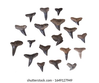 386 Dinosaur shark Stock Photos, Images & Photography | Shutterstock