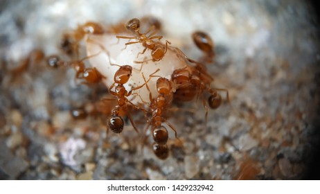 Warrior Termites Attacking Colony Flying Ants Stock Photo (Edit Now ...