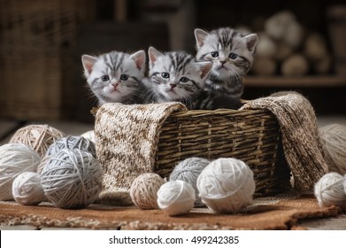 Group of small striped kittens in an old basket with balls of yarn - Shutterstock ID 499242385