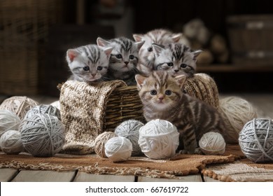 Group of small striped kittens in an old basket with balls of yarn