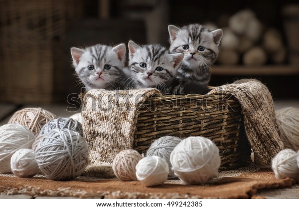 Group of small striped kittens in an old basket with\
balls of yarn