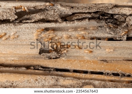 Group of the small termite destroy timber, termites eat wood and destroy buildings