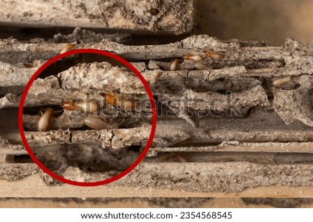 Group of the small termite destroy timber, termites eat wood and destroy buildings, enlarged pic of termite in a circle frame