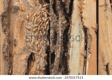 Group of the small termite destroy timber, termites eat wood and destroy buildings, termite workers,  termites walk in the nest