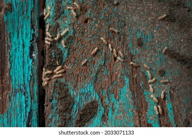 Group of the small termite destroy  timber,Termites eat wood, select focus