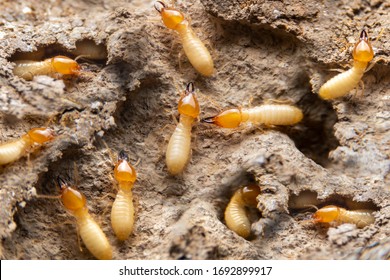 Termite Images Stock Photos Vectors Shutterstock