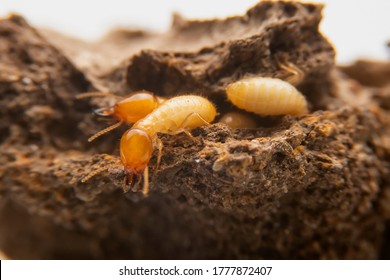 Featured image of post Cute Termites Eating Wood Or what about wood that has been pressure treated