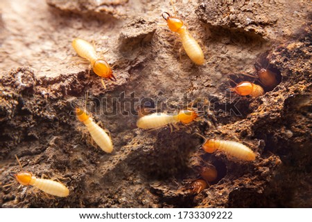 Group of the small termite on decaying timber. The termite on the ground is searching for food to feed the larvae in the cavity.