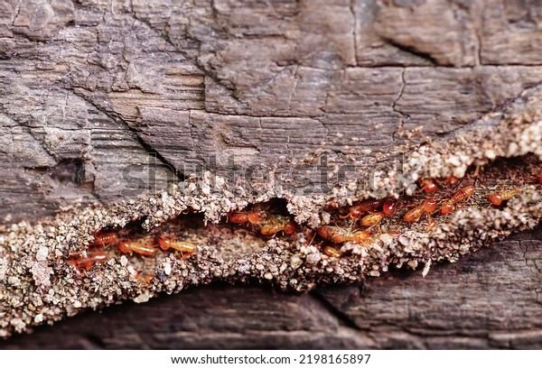 Group of the small termite, Termites are social\
creatures that damage people\'s wooden houses because they eat wood,\
                     