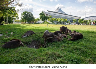 A Group Of Smooth-coated Otters (Lutrogale Perspicillata) From The Bishan Family, Rest On A Grass Patch Next To The Singapore Indoor Stadium, Singapore.