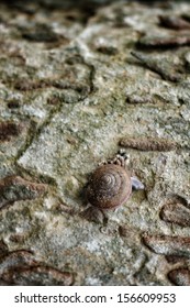 Group of snails crawling on a tree