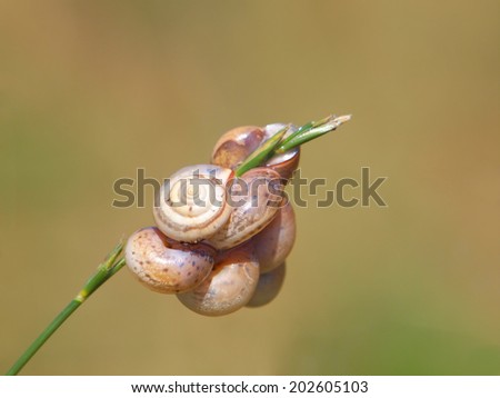 Group of snails on a blade of grass