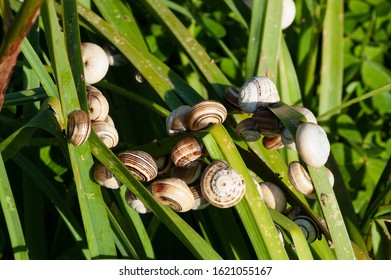 Group Of Snails On Sedge Grass. Little Gastropods. Pulmonata. 