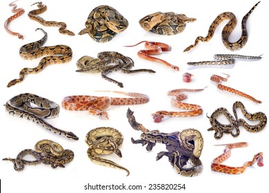 Group Of Snakes In Front Of White Background