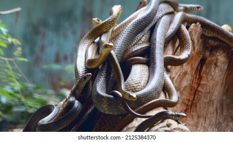 Group Of Snakes From Malambuzha Snake Park,kerala