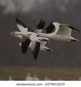 A group of snow geese flying in formation over a blurred background - Powered by Shutterstock