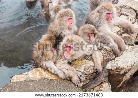 Group of snow monkeys sitting in a hot spring at Jigokudani Yaen-Koen, Nagano Prefecture, Japan.